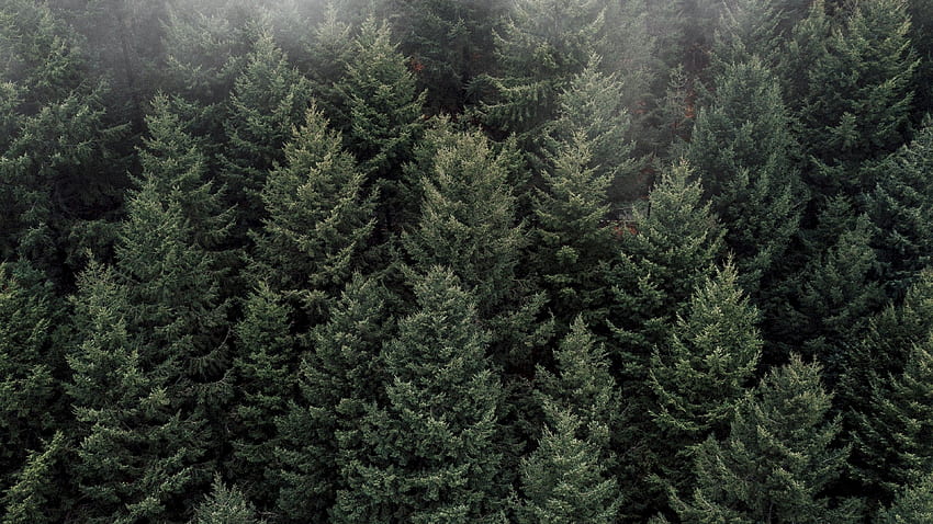 Мъглива гора, изглед от въздуха, борови дървета за U TV HD тапет