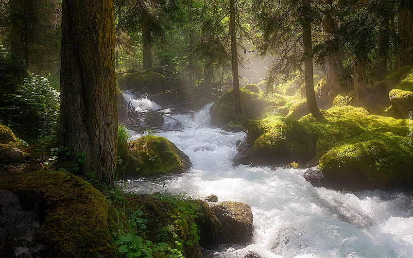 Forest Stream, moss, trees, forest, rocks, stream HD wallpaper