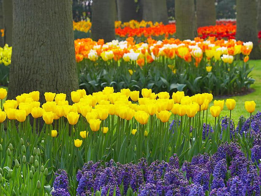 チューリップ ガーデン、オランダ、花、チューリップ、春 高画質の壁紙