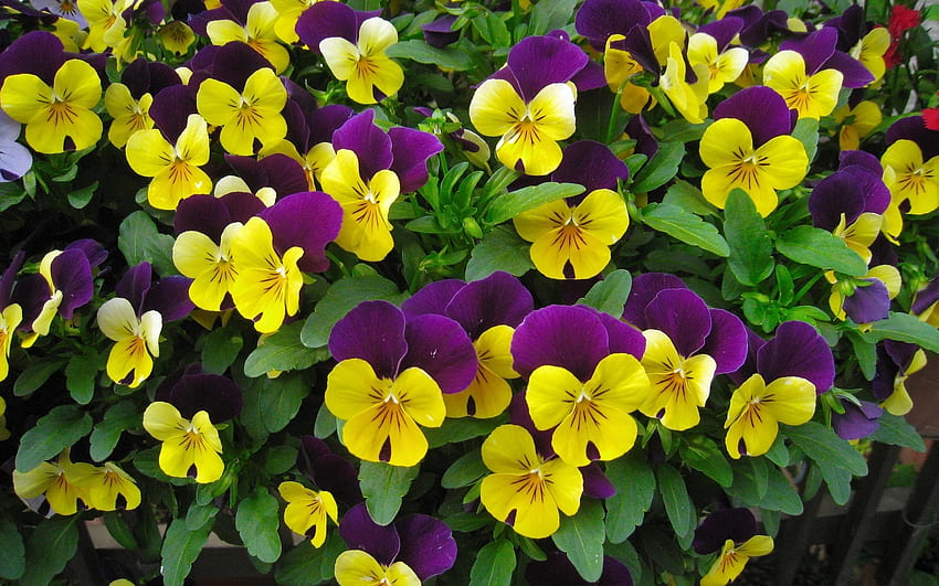 Viole del pensiero, viola, giallo, natura, fiori Sfondo HD