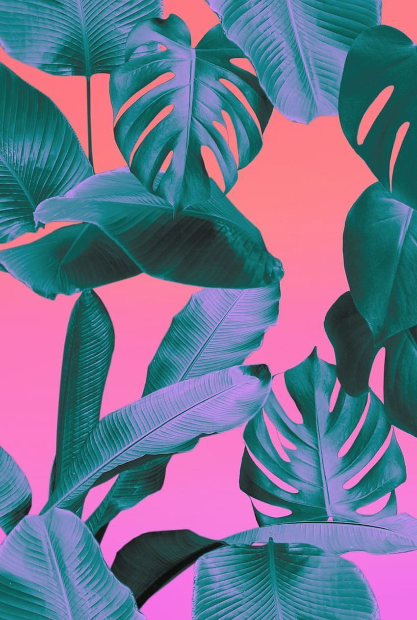 미적 핑크 열대 잎 HD 전화 배경 화면