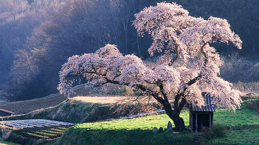 Cherry Blossom Tree in Japan 36274 [] for your , Mobile & Tablet. Explore Cherry Blossom Tree . Cherry Blossom for Walls, Cherry Blossom , Japanese Sakura Tree HD wallpaper