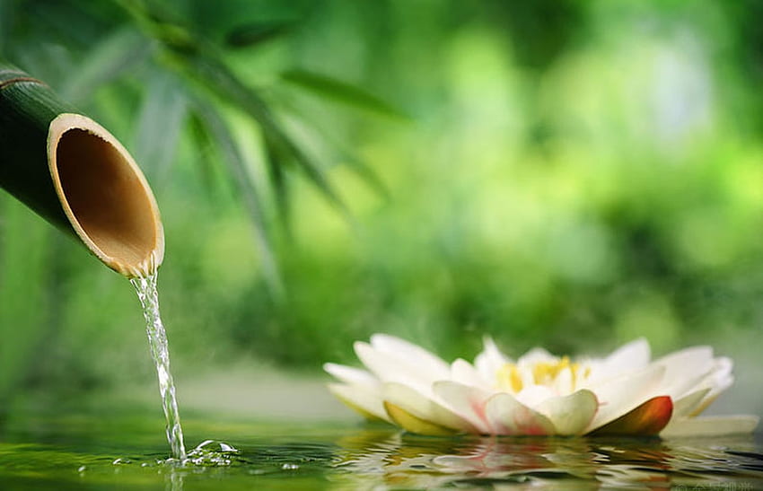 Lotus, Green, Pond, Water, Bamboo HD wallpaper