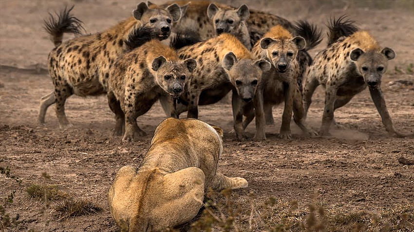 Il leone più pazzo contro la iena combatte!. Iena, Animali selvaggi, Gruppo di leoni, Iena pazza Sfondo HD