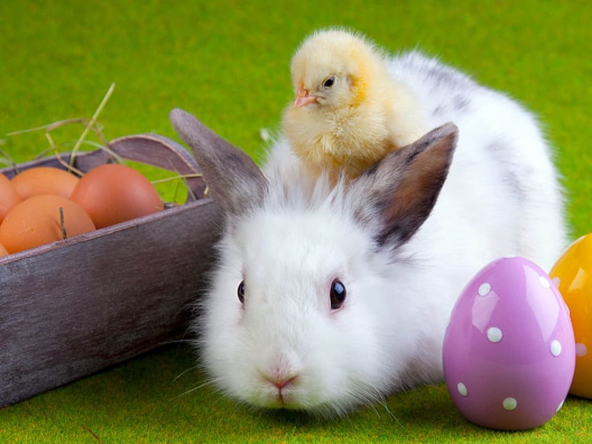 rabbit, chicken, eggs, easter, 1024X768 Easter HD wallpaper