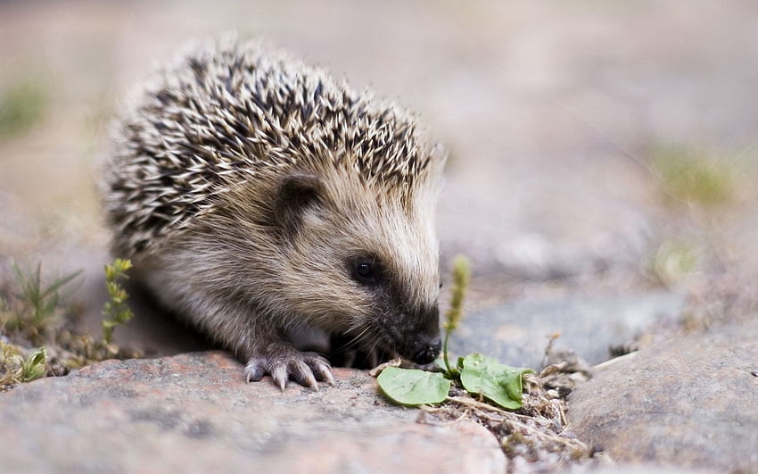 Animals, Nice, Sweetheart, Barbed, Spiny, Spout, Hedgehog HD wallpaper