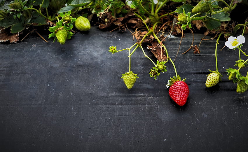 Flowers, Food, Strawberry, Berries HD wallpaper
