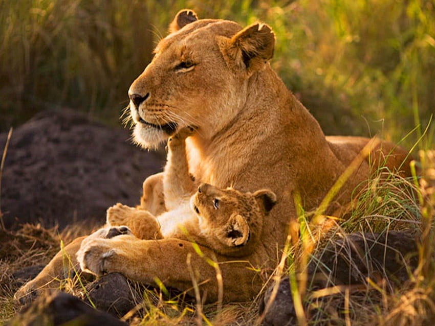 Loving care, cats, Africa, cub, lioness HD wallpaper