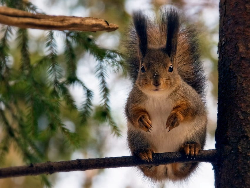 Tiere, Eichhörnchen, Sitzen, Wald, Rotschopf, Schwanz HD-Hintergrundbild