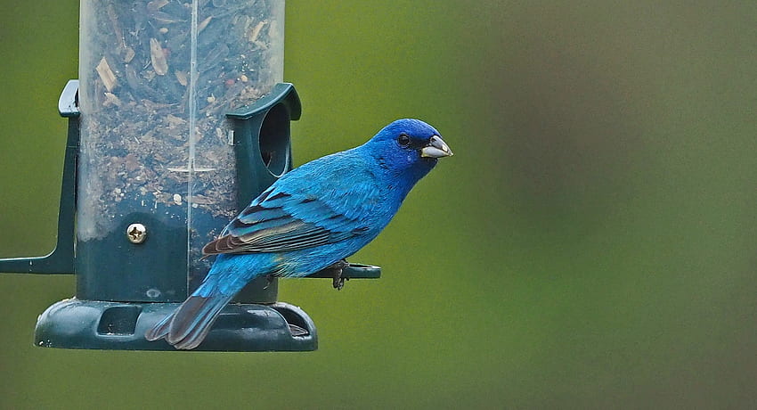 Indigo Bunting, blue, bunting, bird, indigo HD wallpaper