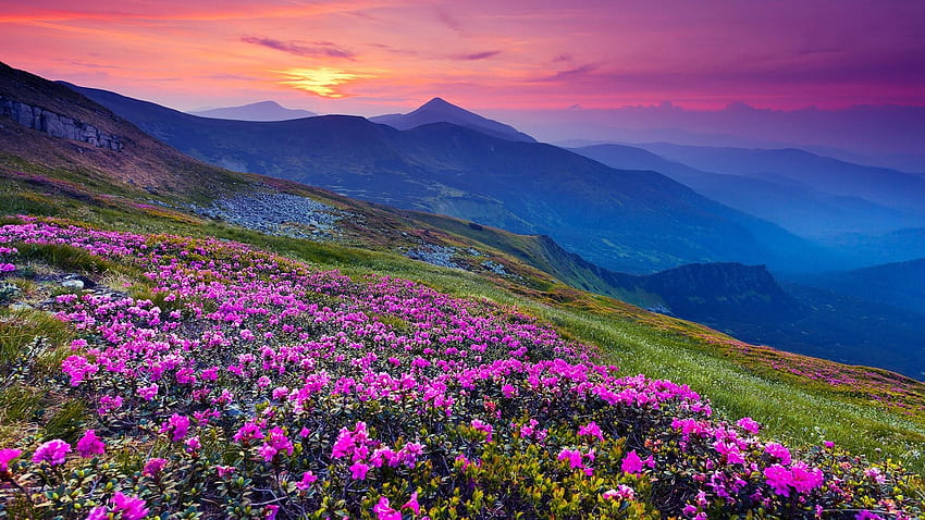 花の丘、牧草地、夕暮れ、霧、雲、自然、花、空、山、丘 高画質の壁紙