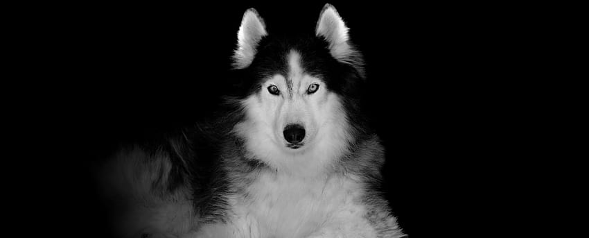 Siberian Husky, animale domestico, cane, arte Sfondo HD