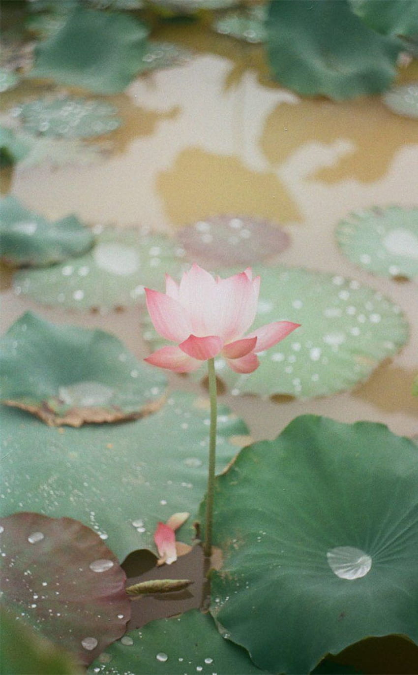 Light pink waterlily, lotus flower , iphone HD phone wallpaper