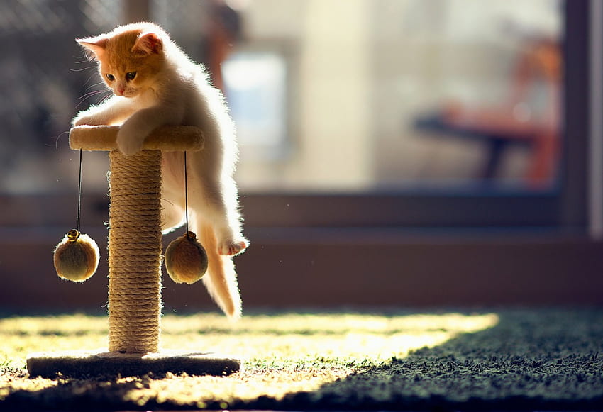 Playing Kitty, sweet, kitten, playing, kitty, animals, cats, cute, adorable HD wallpaper