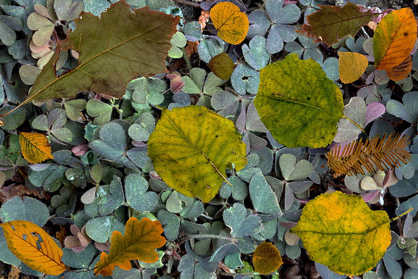 Natur, Herbst, Farn, Laub, gefallen HD-Hintergrundbild