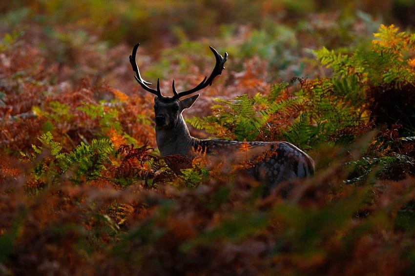 Autumn Deer, la amiaza, cerbul, ascunde, toamna HD wallpaper