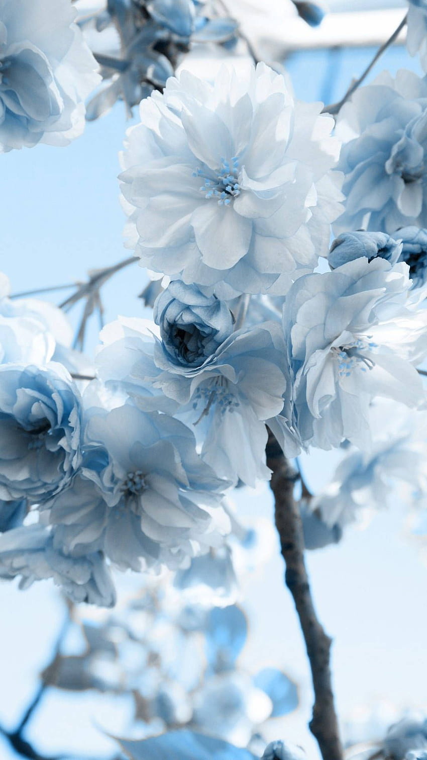 Floral Navy Blue And White en 2020. Pastel esthétique bleu, Fleur bleue, Iphone bleu Fond d'écran de téléphone HD