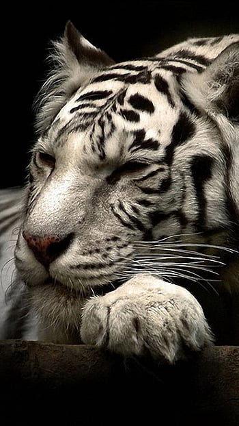 Page 2 | white tiger mobile HD wallpapers | Pxfuel