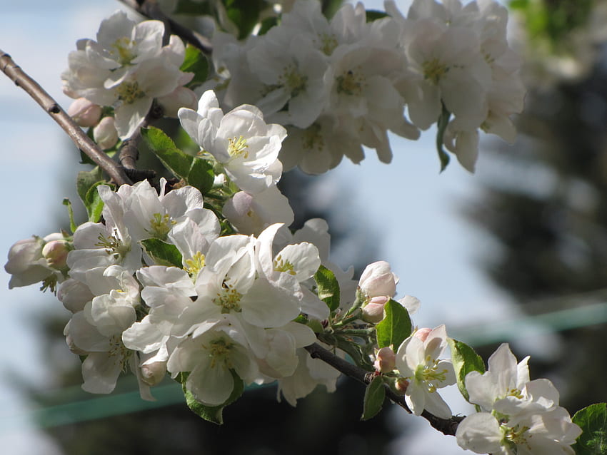 Apple Blossoms, white, pretty, flower, blossoms HD wallpaper