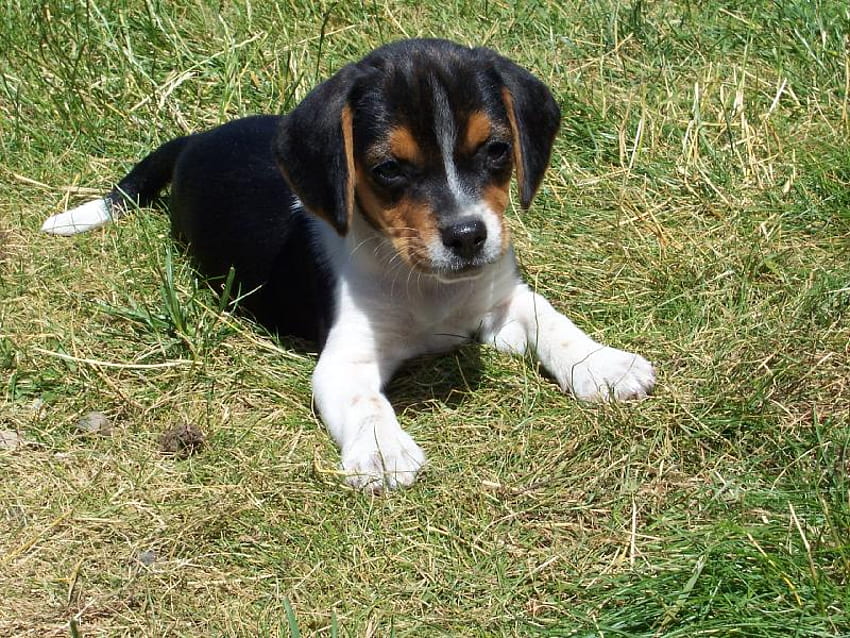 5120x2880px, 5K Free download | Beagle Puppy, animals, dogs, beagles ...
