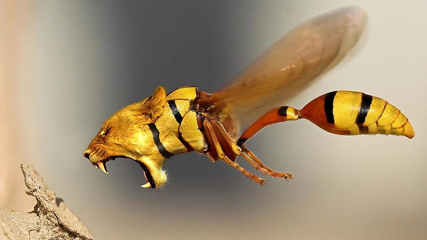 Temat Dziwny Zabawny Dziwny Szalony Absurd Typ - Lion Wasp - Tapeta HD