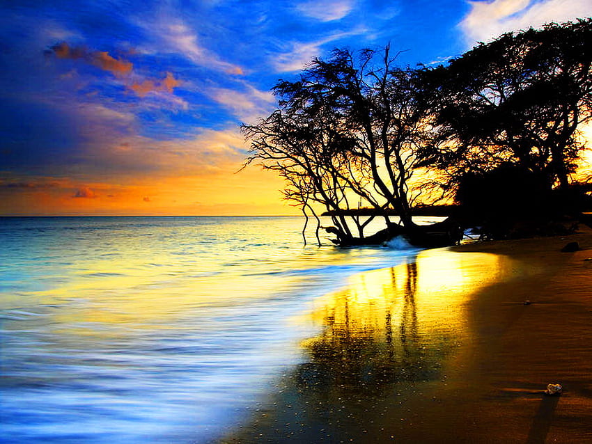 In paradise, golden, coast, paradise, tree, beach, reflection, yellow, clouds, nature, sky, sunset HD wallpaper