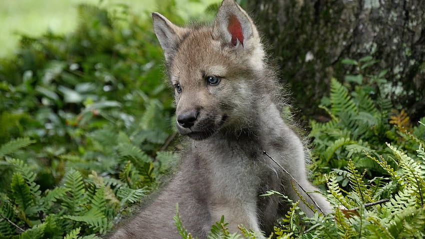 Cute Baby Wolf Pups Go Outside For the First Time, Baby Wolves HD wallpaper