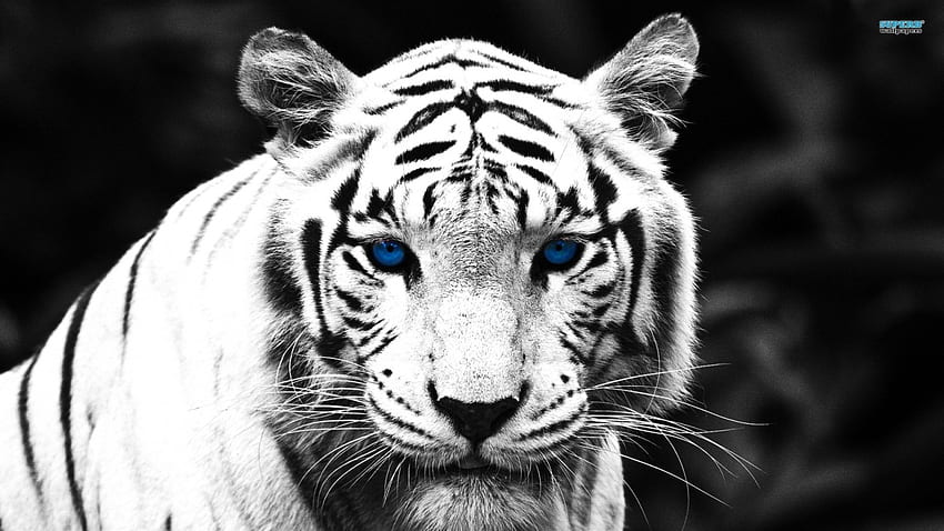Sapphire Eyes, animal, stripes, white, tiger, cat, beautiful HD wallpaper