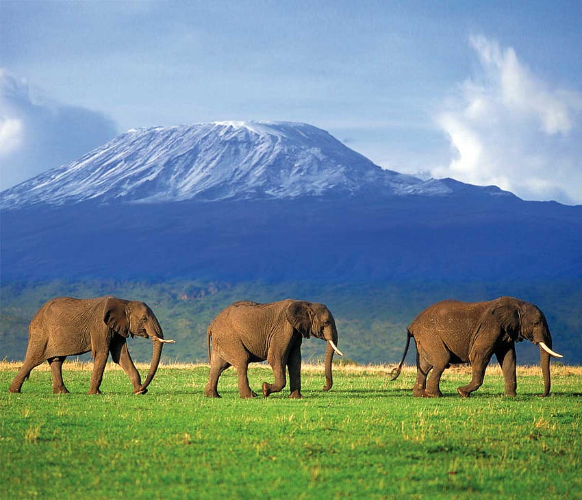 Elephant and Kilimanjaro HD wallpaper | Pxfuel