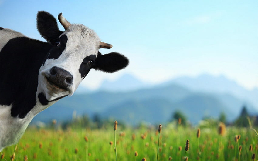 Funny Cow HD wallpaper