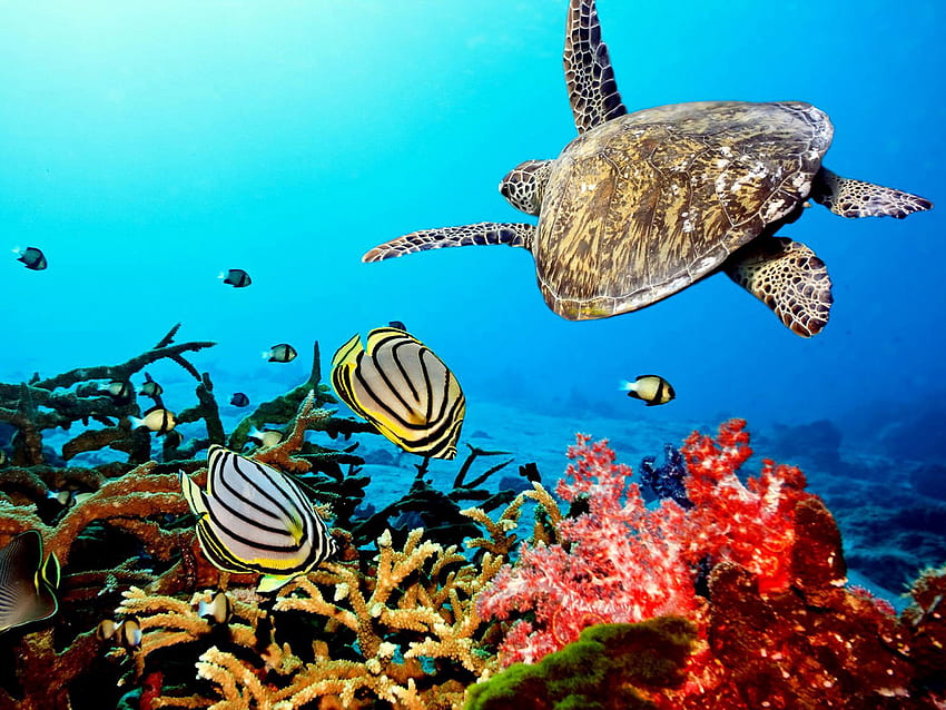 Coral reef Home [] for your , Mobile & Tablet. Explore Animated Coral ...