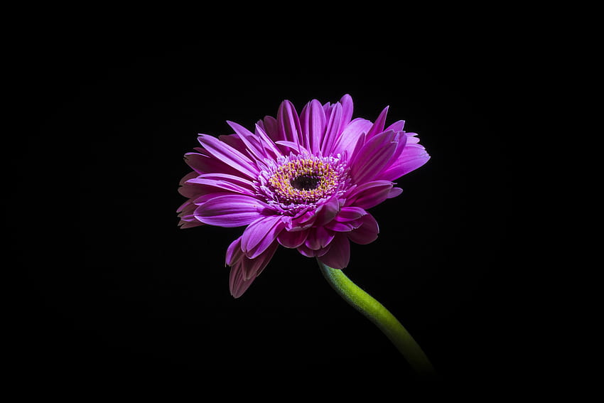 Purple, daisy, flower, portrait HD wallpaper