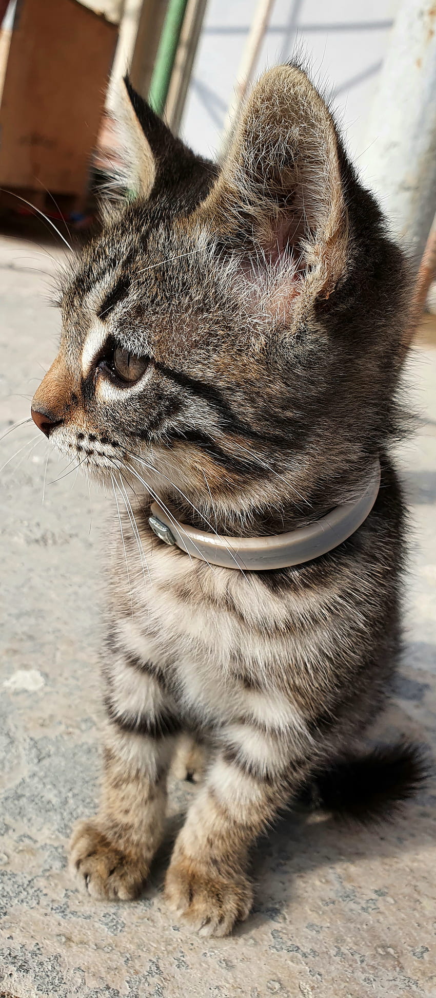 Cat, eye, terrestrial animal HD phone wallpaper
