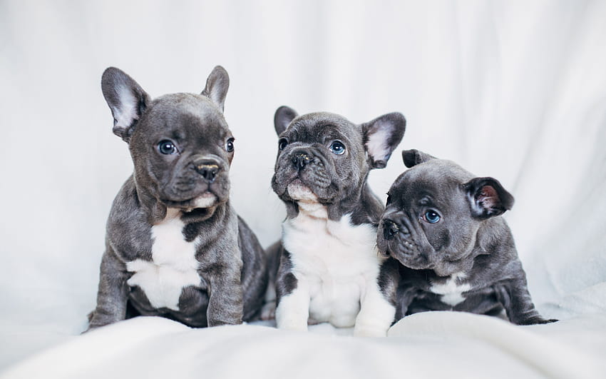 Bulldog Puppies, French Bulldog HD wallpaper