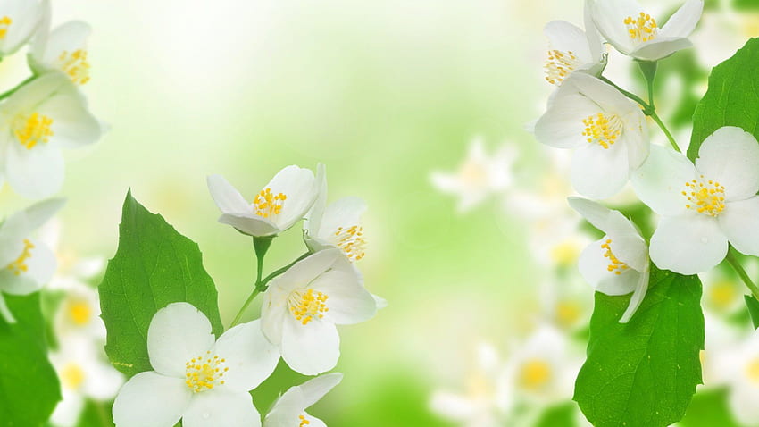 ดอกมะลิ [] สำหรับมือถือและแท็บเล็ตของคุณ สำรวจดอกมะลิ ดอกมะลิ เจ้าหญิงจัสมิน จัสมิน วอลล์เปเปอร์ HD