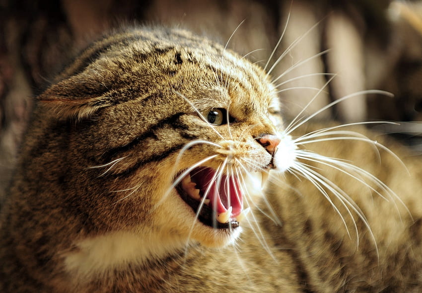 Animals, Grin, Muzzle, Fangs, To Fall, Mouth, Wildcat, Wild Cat, Anger, Rage, European Forest Cat HD wallpaper