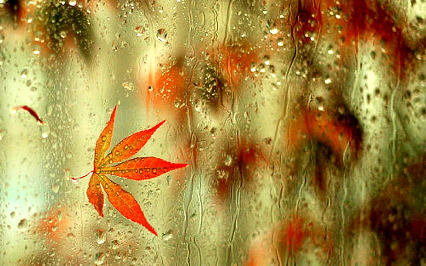 Chicavudu Azu na jesień = MIŁOŚĆ. Jesienny deszcz, deszczowa grafika, kocham deszcz Tapeta HD