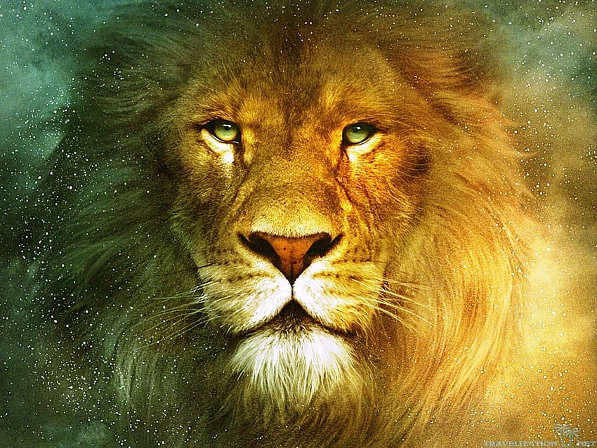 Lions, Strong Lion HD wallpaper