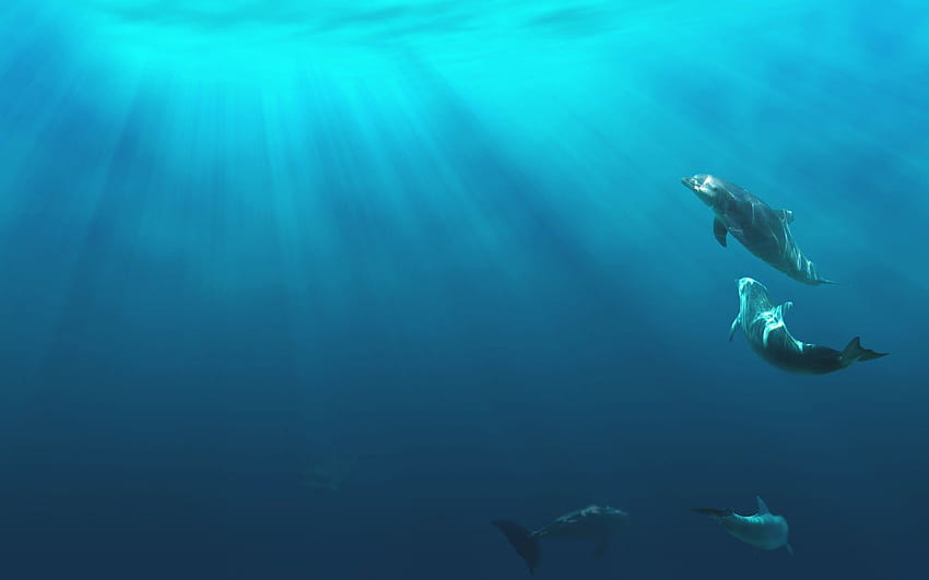 delfines y. Animales, delfines bajo el agua fondo de pantalla