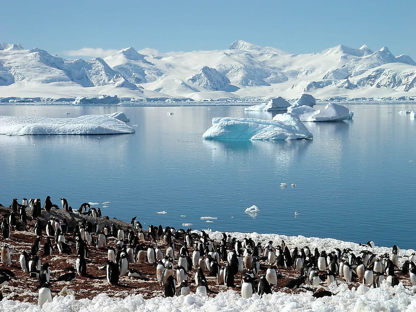 동물, Pinguins, 바다, 무리, 봄, 빙하, 북쪽 HD 월페이퍼