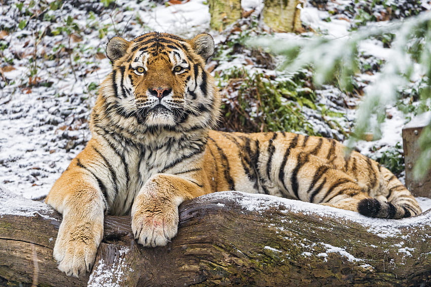 Tiere, Raubtier, Raubkatze, Amur-Tiger HD-Hintergrundbild