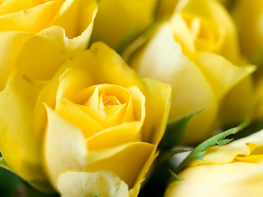 Żółte róże, róże, kolor żółty, miłość, kwiaty, przyjaźń Tapeta HD
