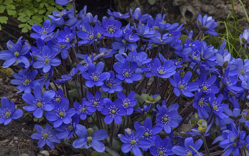 Hepatica Blue Flowers Closeup HD wallpaper