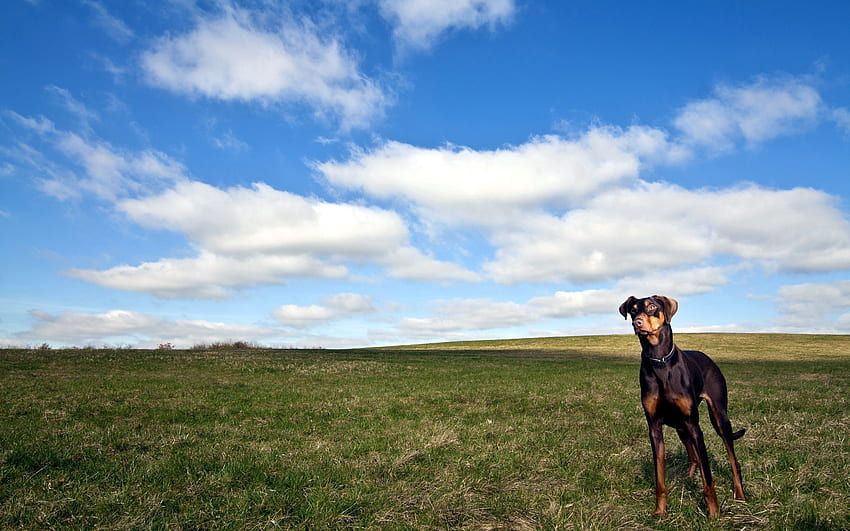 Tiere, Gras, Himmel, Horizont, Hund, Spaziergang HD-Hintergrundbild