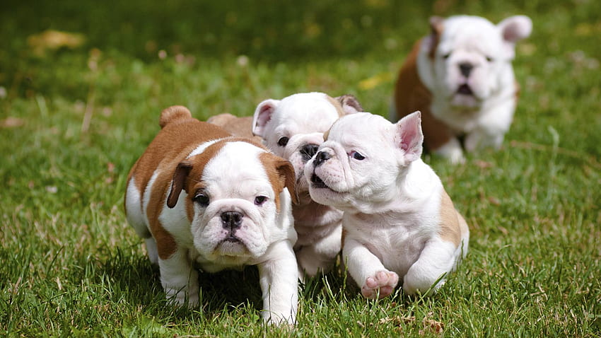 Reasons why English Bulldog puppies are the cutest things ever – SheKnows, English Baby Bulldog HD wallpaper