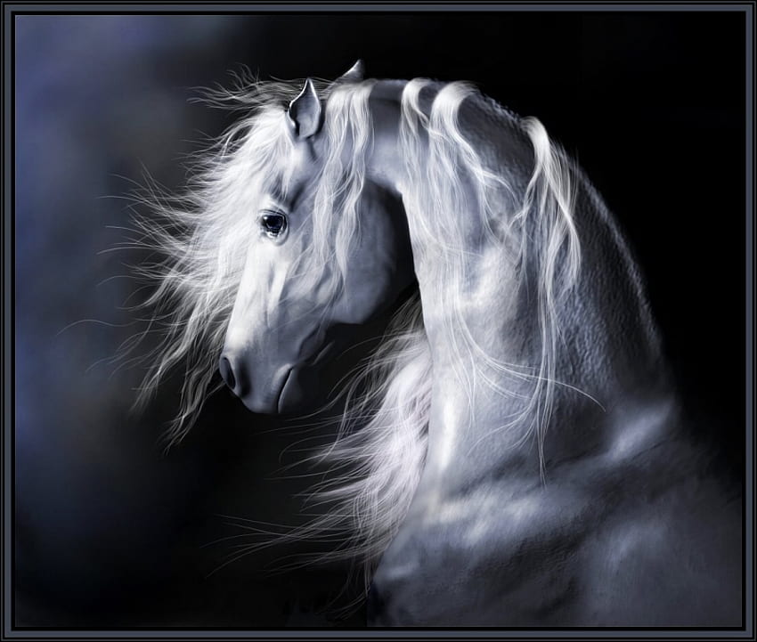 月明かりの影、馬、白、強さ、種牡馬、白い影、美しさ 高画質の壁紙