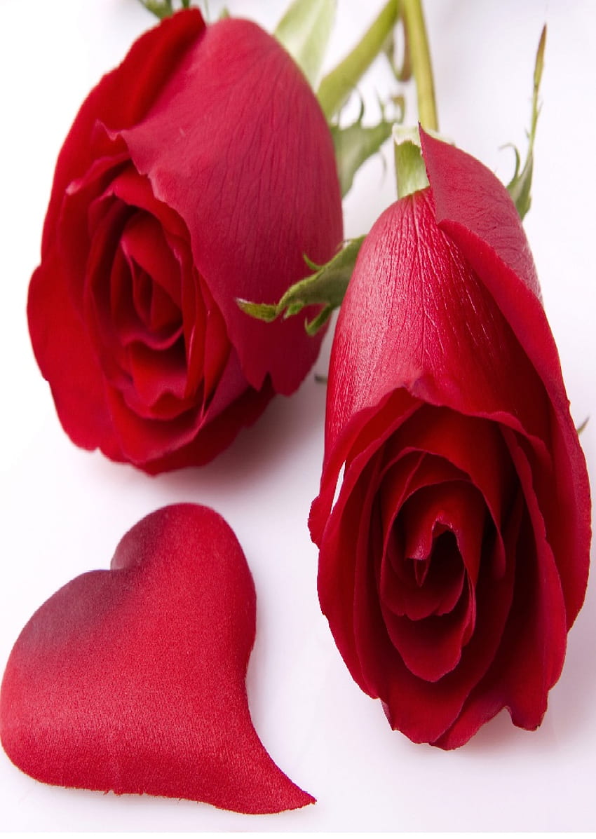 Flower Heart Touching - Heart Touching Rose Flowers - - teahub.io, Красиви сърце цветя HD тапет за телефон