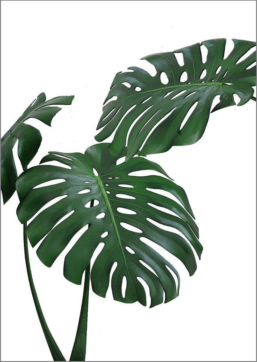 IMPRESSÃO MONSTERA: Pôster Verde de Planta Tropical. Planta, pintura de plantas, folha grafia, desenho de plantas tropicais Papel de parede de celular HD