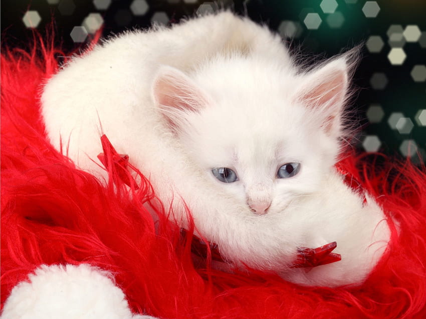 Esperando a Santa, gatito, dulce, animal, blanco, craciun, lindo, gato, navidad, rojo fondo de pantalla