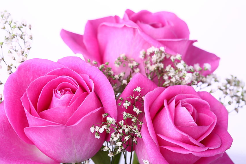 757599 Pink Rose Stock Photos  Free  RoyaltyFree Stock Photos from  Dreamstime